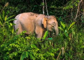 All Sabah Wildlife Adventure Tours - Amazing Borneo Tours