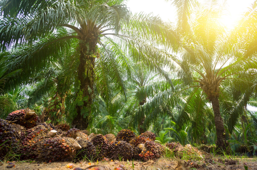 Sabah: Pioneering Sustainable Palm Oil For A Greener Future