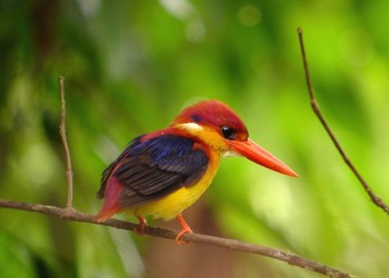 8D7N Birding & Wildlife In Mystical Borneo 