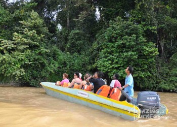 5D4N Borneo Wildlife & Conservation Tour: Sepilok Orangutan, Kinabatangan River, Gomantong Caves, and Bilit Rainforest Lodge