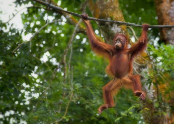 4D3N Best Orangutan Tour: Sukau Rainforest Lodge, Sepilok Orangutan, Kinabatangan River, and Gomantong Caves