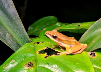 Night Frogging Adventure at Kubah National Park in Kuching