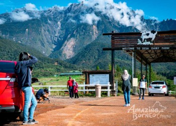 5D4N Kundasang Essentials: Kinabalu Park, Poring Hot Spring, Sabah Tea Garden & North Borneo Sunset Dinner Cruise 