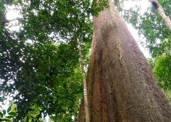 Mount Alab via Mahua Falls Fast Track (Crocker Range) - Amazing Borneo ...