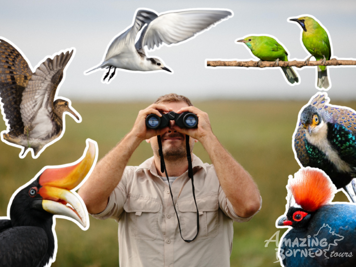 The Essential Guide to Birdwatching in Sabah: Discover Borneo’s Top Birding Sites