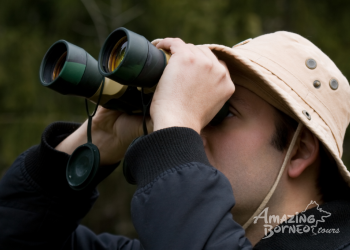 The Essential Guide to Birdwatching in Sabah: Discover Borneo’s Top Birding Sites