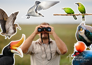 The Essential Guide to Birdwatching in Sabah: Discover Borneo’s Top Birding Sites