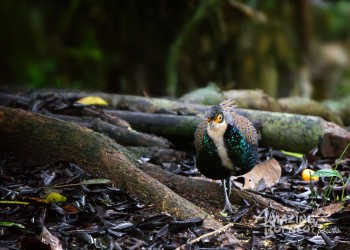 The Essential Guide to Birdwatching in Sabah: Discover Borneo’s Top Birding Sites